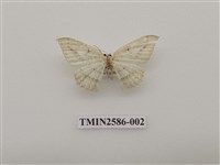 藏品(尺蛾97)的圖片